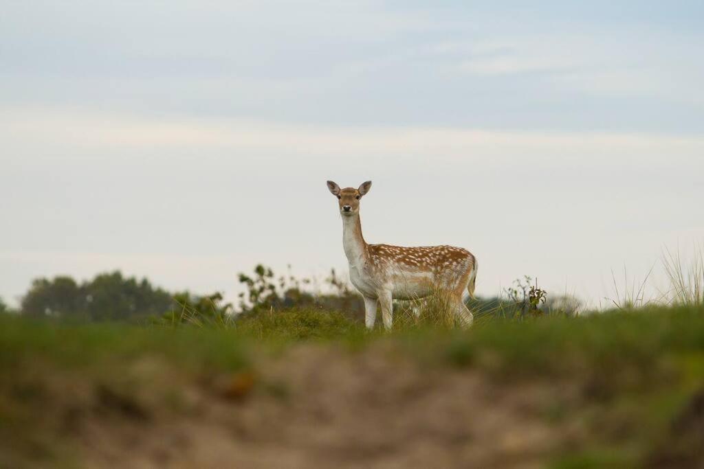 Boszicht aan de Kust 2 Appartement Oostkapelle Buitenkant foto